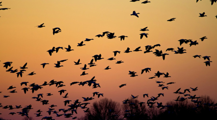 H5N1 Bird Flu