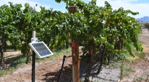 Electric Weed Control