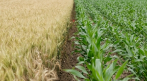 Georgia Farm Bureau